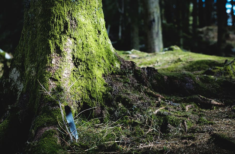 green algae covered tree, green tree, blue, black, feather, tree roots HD wallpaper