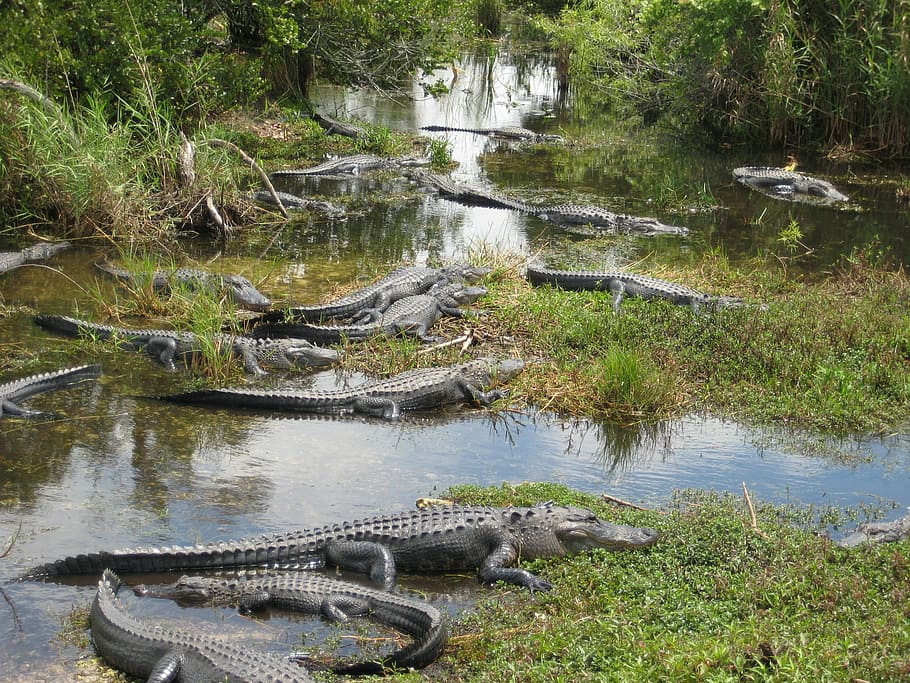 crocodiles on body of water, usa, miami, everglades, swamp, florida