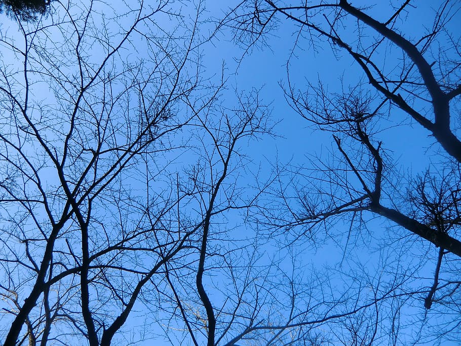 Landscape, Tree, sky, bare tree, nature, branch, no people HD wallpaper