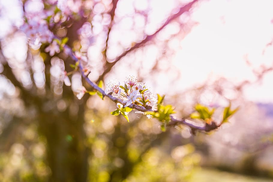 tilt shift photo of pink flower, selective focus photography of pink flower HD wallpaper