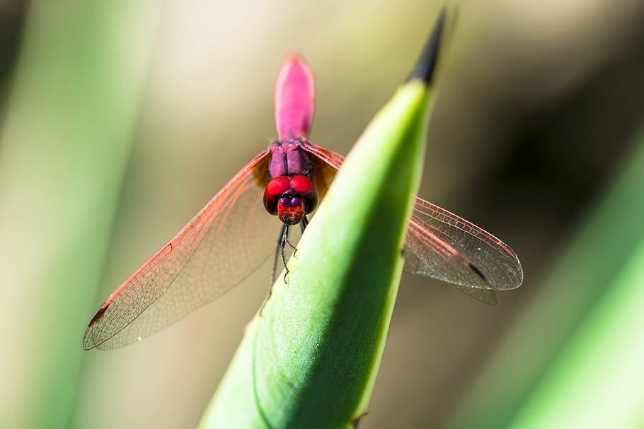 dragonfly, insect, close, invertebrate, animal themes, animal wildlife HD wallpaper