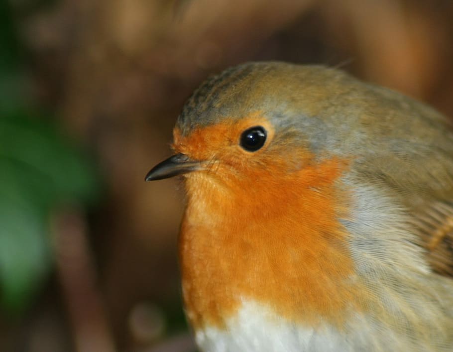 bird, robin, redbreast, xmas, animal themes, one animal, animal wildlife HD wallpaper
