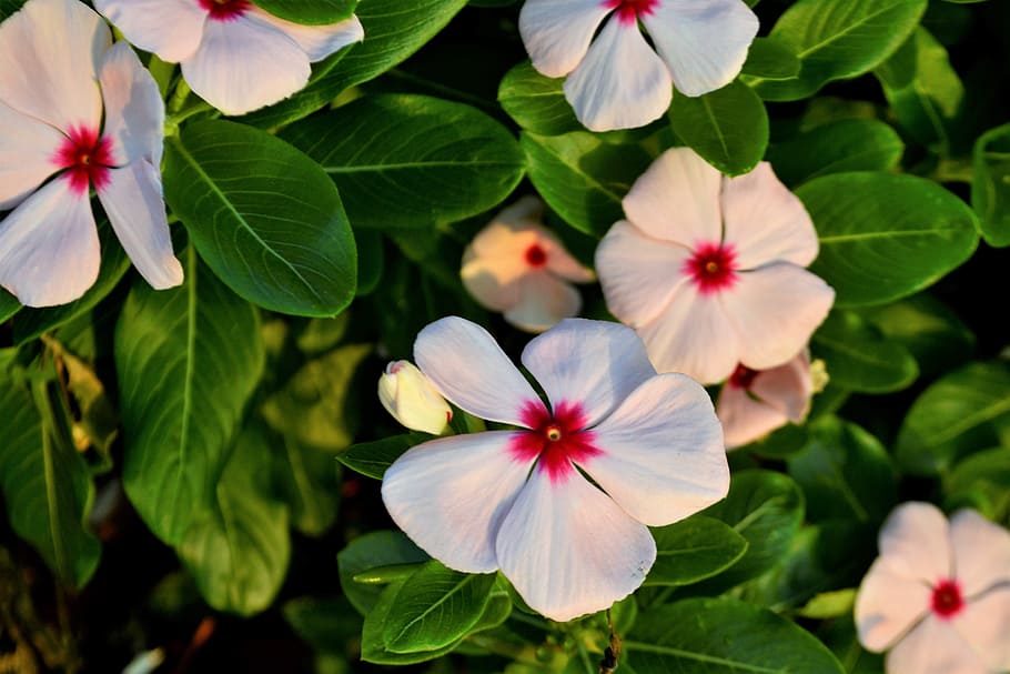 flowers, clover, pink, green, leaf, nature, white, plant, grass HD wallpaper