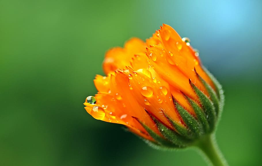 selective focus of orange flower bud with dewdrops, marigold HD wallpaper