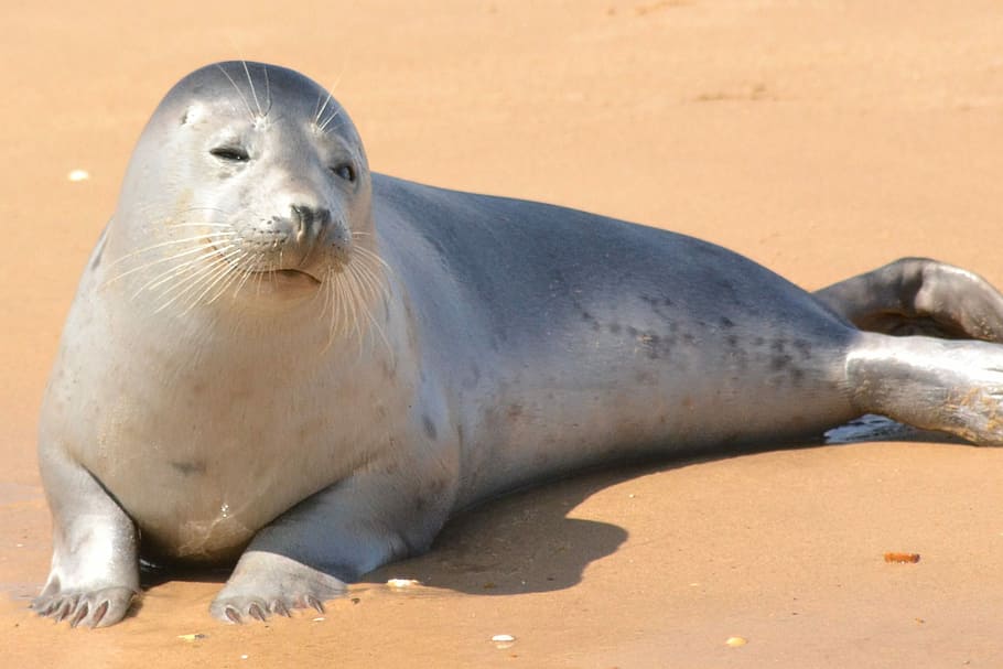 gray seal on brown sand, Seal, Harbor, Harbor Seal, Ocean, Harbor, HD wallpaper