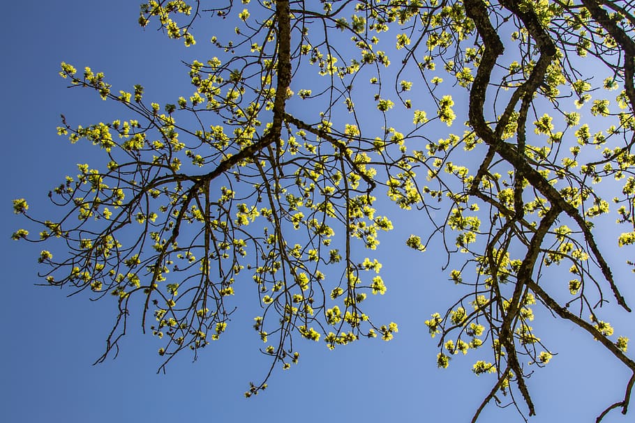 leaves, ash, backlighting, tree, green, sunlight, bright, sky HD wallpaper