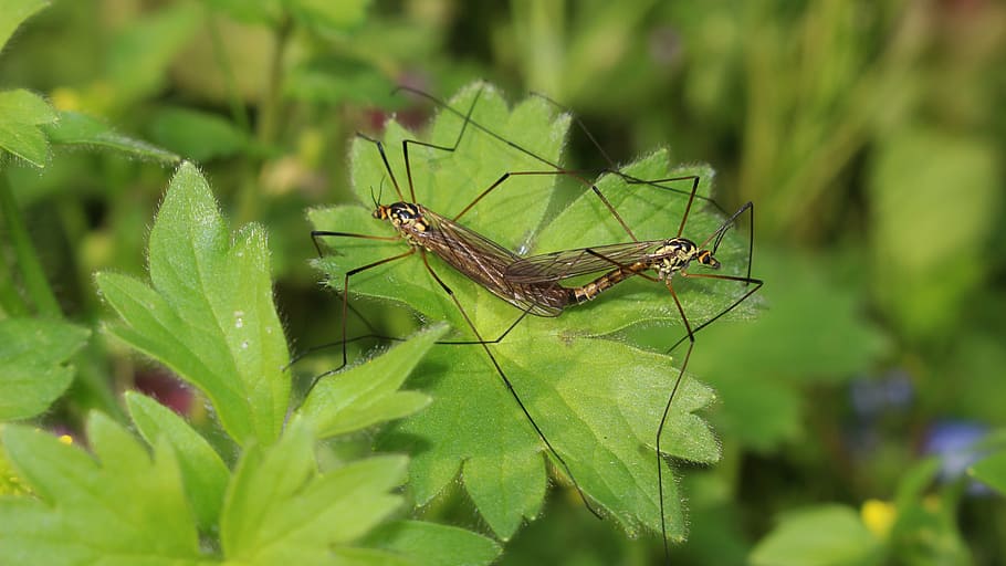 spring, coupling, mosquitoes, garden, insect, animal themes HD wallpaper