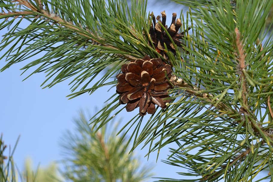 pine cone, tree, branch, needles, evergreen, sky, coniferous