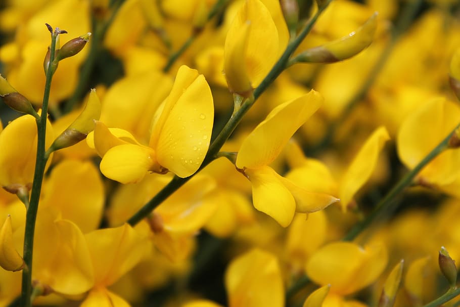 yellow, flowers, blooms, spring, blossom, plant, yellow flowers, HD wallpaper
