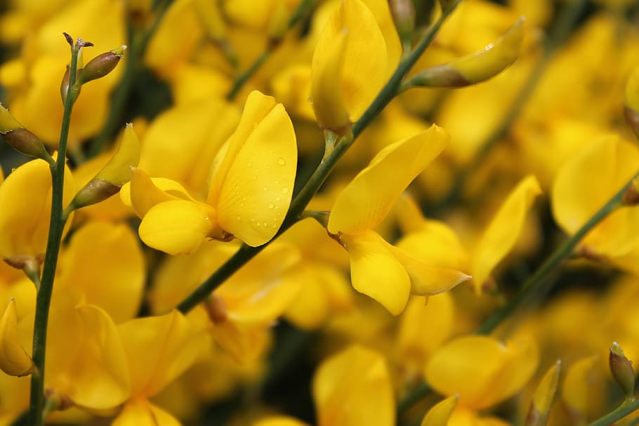 yellow, flowers, blooms, spring, blossom, plant, yellow flowers HD wallpaper