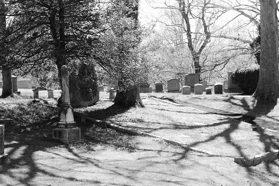 tree, people, nature, monochrome, plant, grave, cemetery, tombstone HD wallpaper