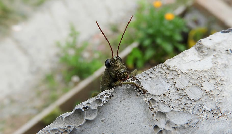 insect, cricket, colombia, one animal, animal wildlife, invertebrate HD wallpaper