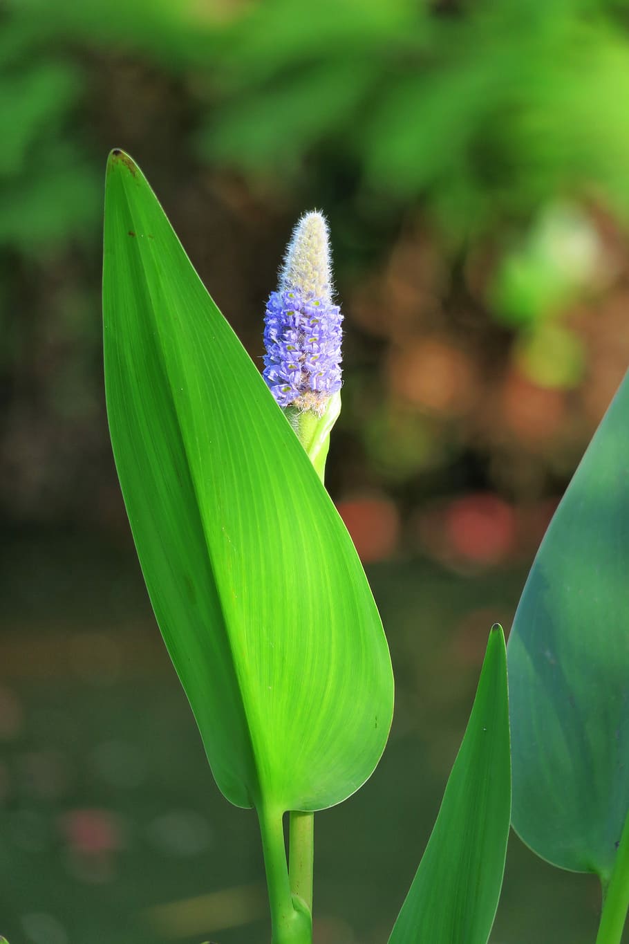 nature, plant, leaf, summer, flower, light, garden, outdoor HD wallpaper