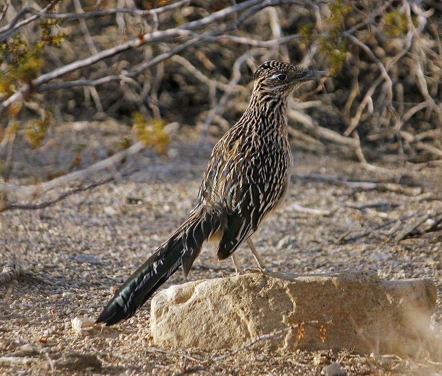 roadrunner, bird, chaparral, ground cuckoo, fast, standing HD wallpaper