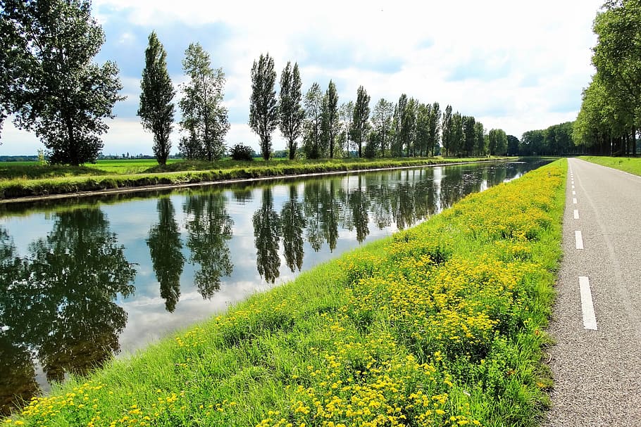 water, reflection, nature, channel, netherlands, plant, tree HD wallpaper