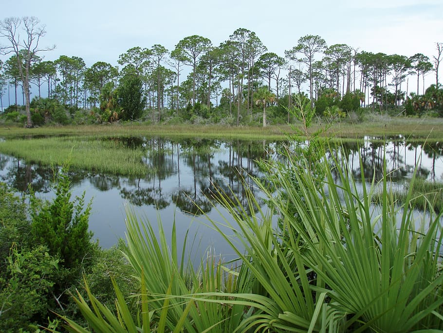 Freshwater Swamp Plants