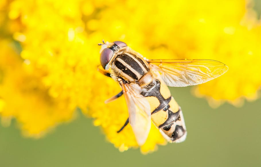 hoverfly, insect, close, macro, yellow, wing, chitin, animal themes HD wallpaper