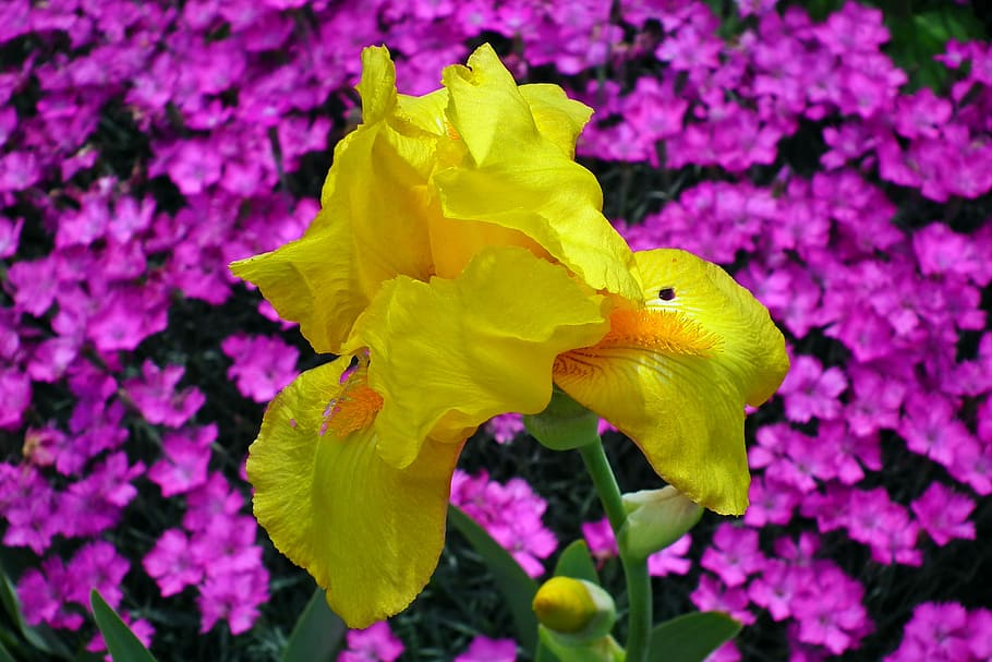 flower, iris, yellow, spring, closeup, garden, flowering plant HD wallpaper