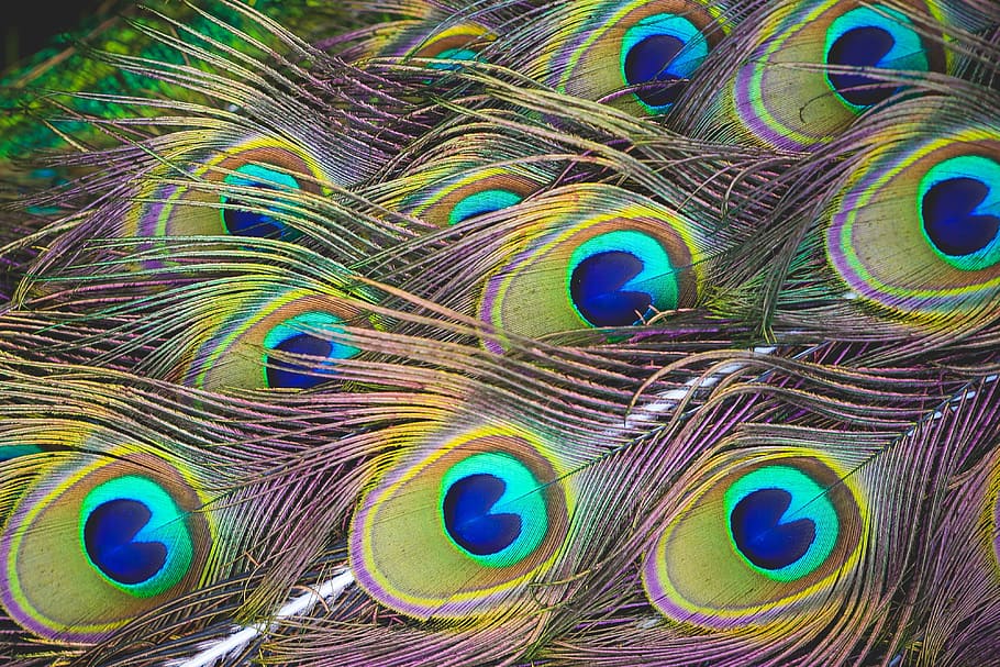 peacock feather digital wallpaper, feathers, animal, spirituality