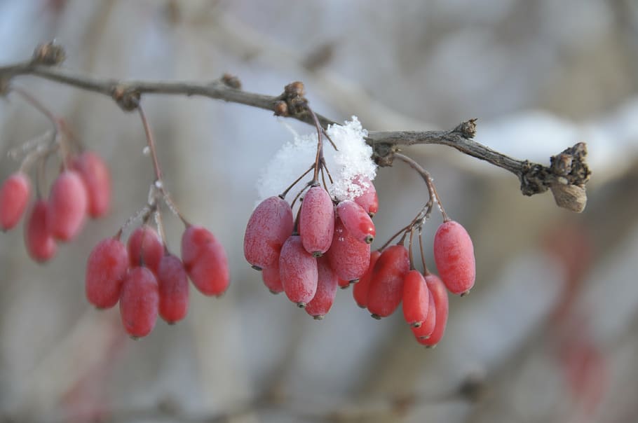 focus photography of red fruit, winter is coming, snow, plant HD wallpaper