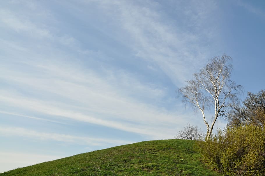 spring, meadow, sky, nature, plant, beauty in nature, grass HD wallpaper