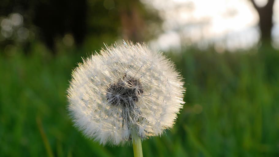 dandelion, flower, plant, freshness, flowering plant, fragility HD wallpaper