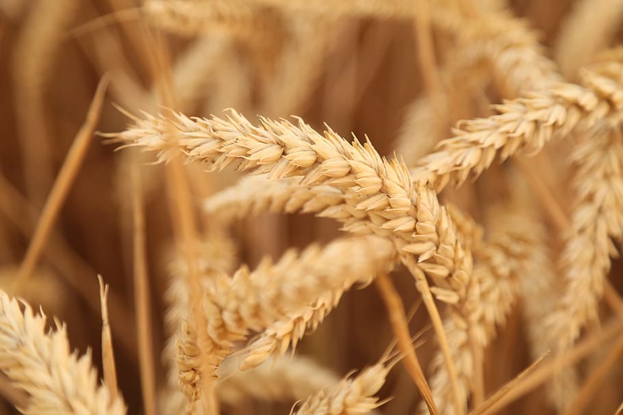 macro photo of wheat, Sunset, Harvest, Fruit, Fact, fruit fact HD wallpaper