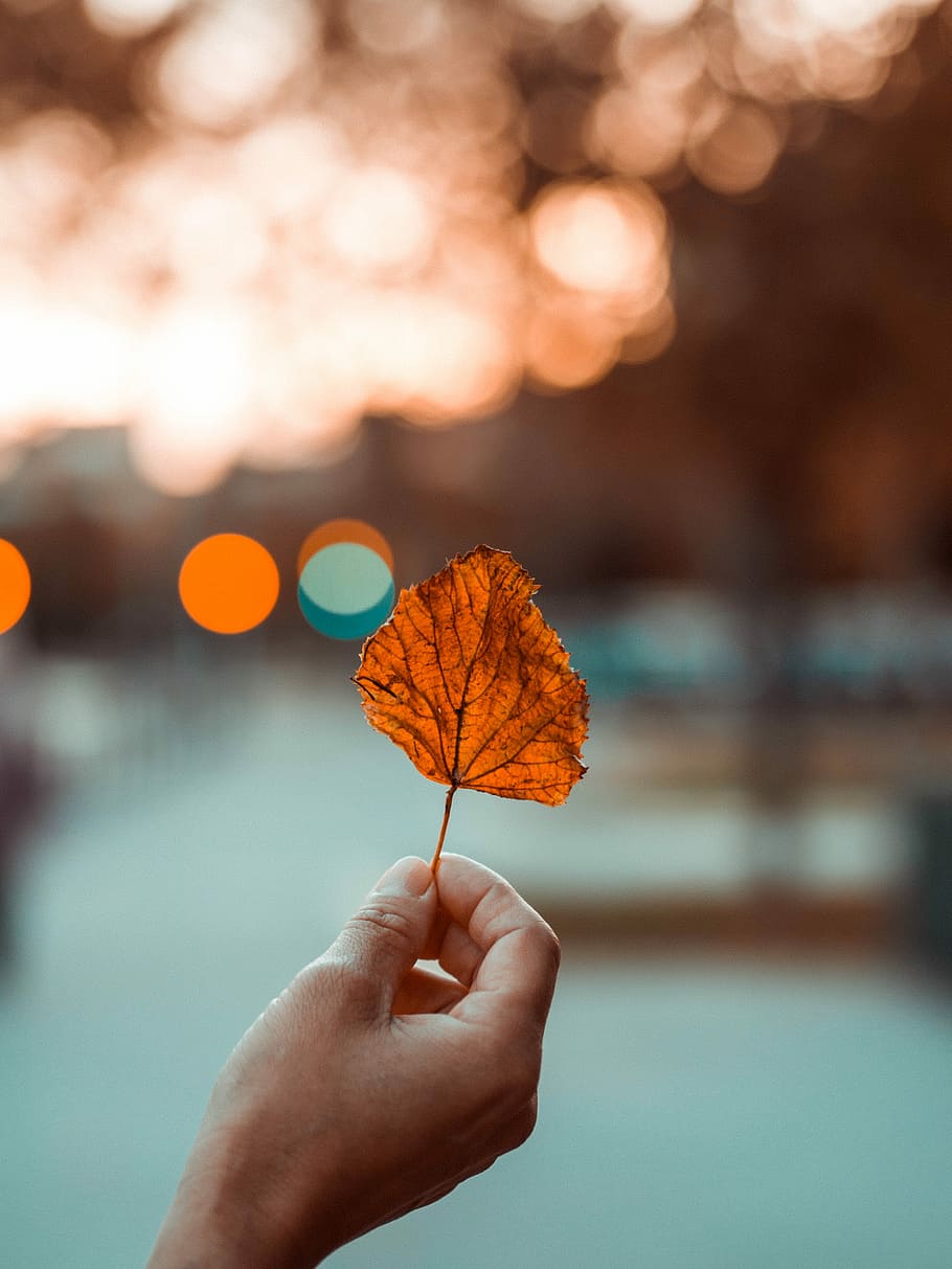 person holding brown leaf, selective focus photography of person holding dry leaf HD wallpaper