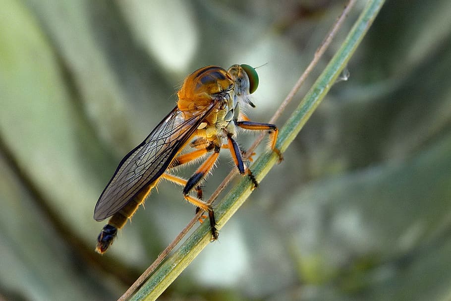 robber fly, dioctria rufipes, insects, sting, animal themes, HD wallpaper