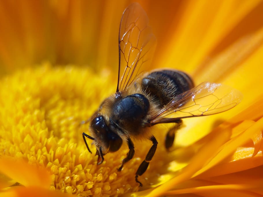 black bee sucking flower, insect, macro, nature, honey bee HD wallpaper