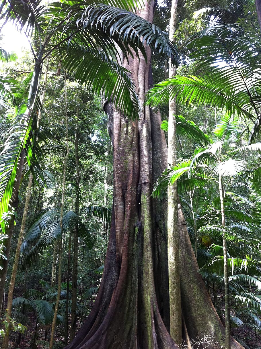 green leafed tree, rainforest, organic, agriculture, outdoors HD wallpaper