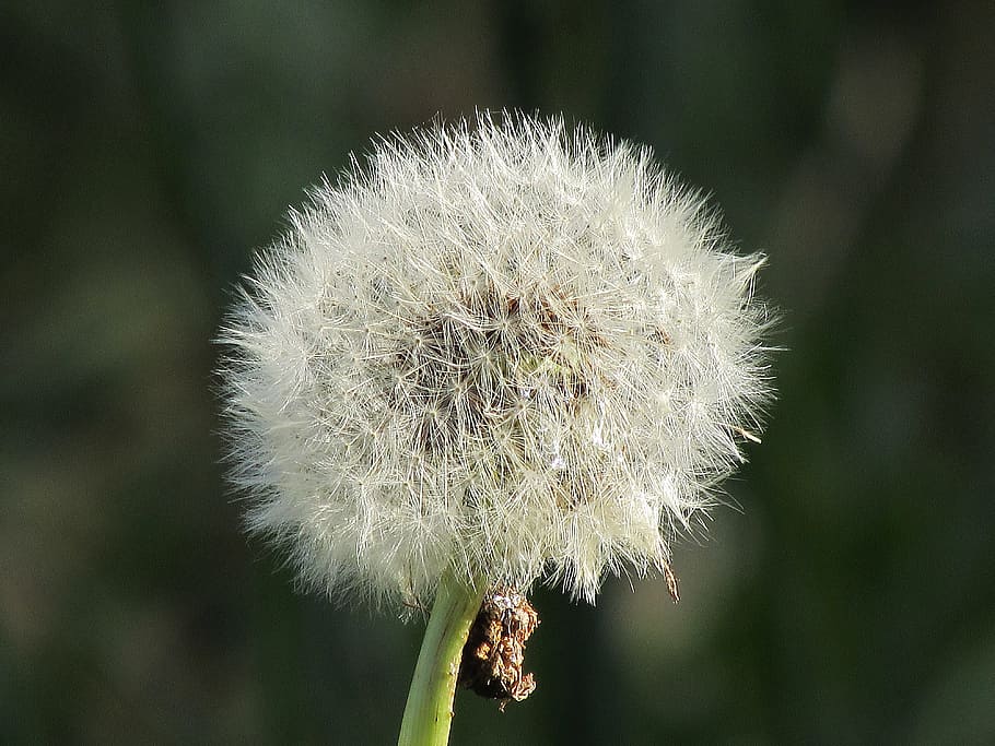 Dandelion, Flower, Close, nature, plant, close-up, seed, fluffy HD wallpaper