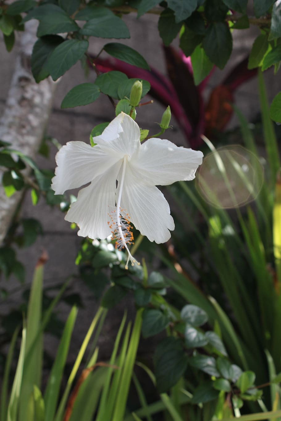 hibiscus, white, flower, plant, flowering plant, beauty in nature HD wallpaper