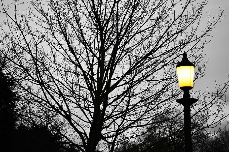 Tree, Lamp, Light, Background, Autumn, season, evening, bare tree HD wallpaper