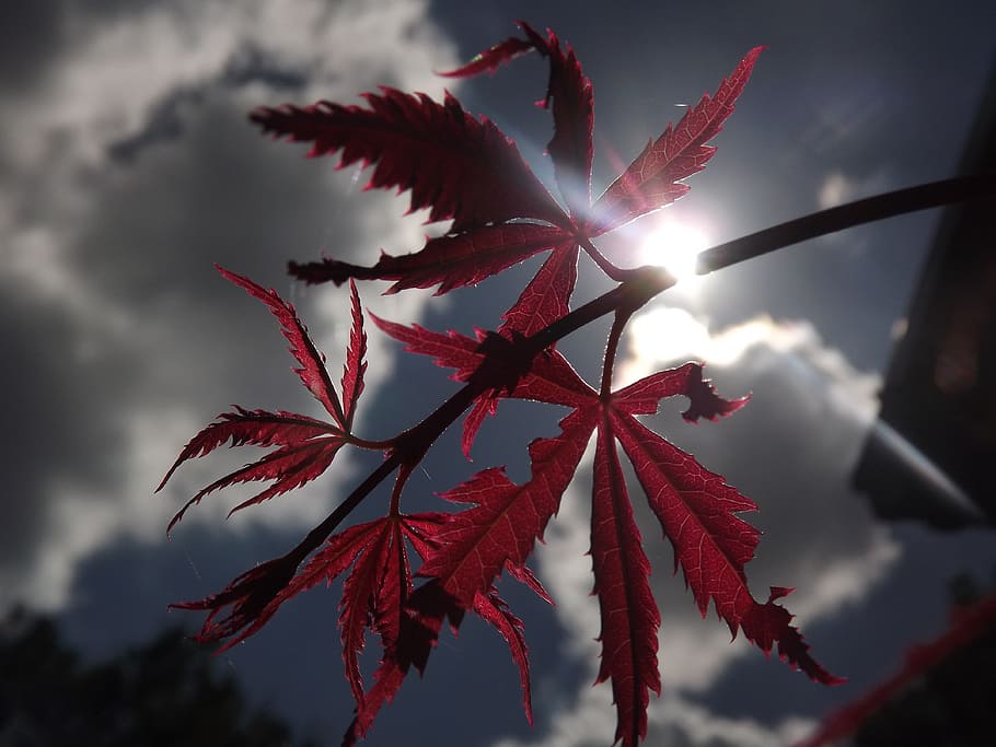 clouds, japanese maple, light, shadow, nature, leaf, plant HD wallpaper