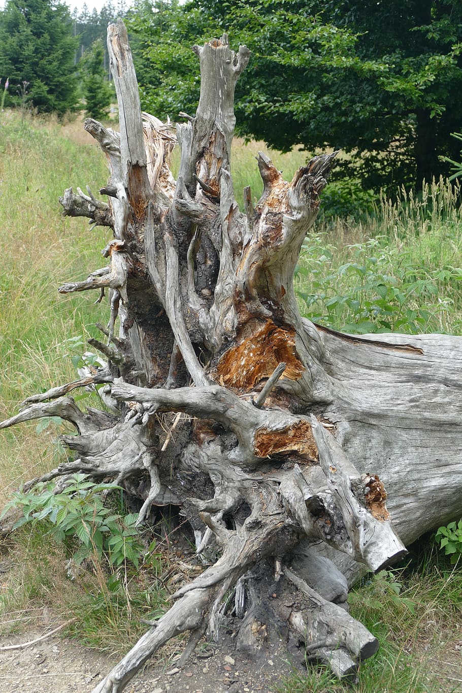 Root, Gigantic, Nature, Forest, large, tree, tree trunk, day HD wallpaper
