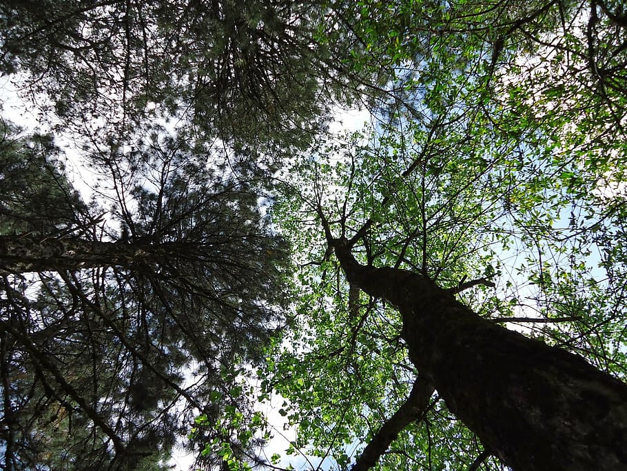 trees, forest, cups, nature, plant, low angle view, growth HD wallpaper