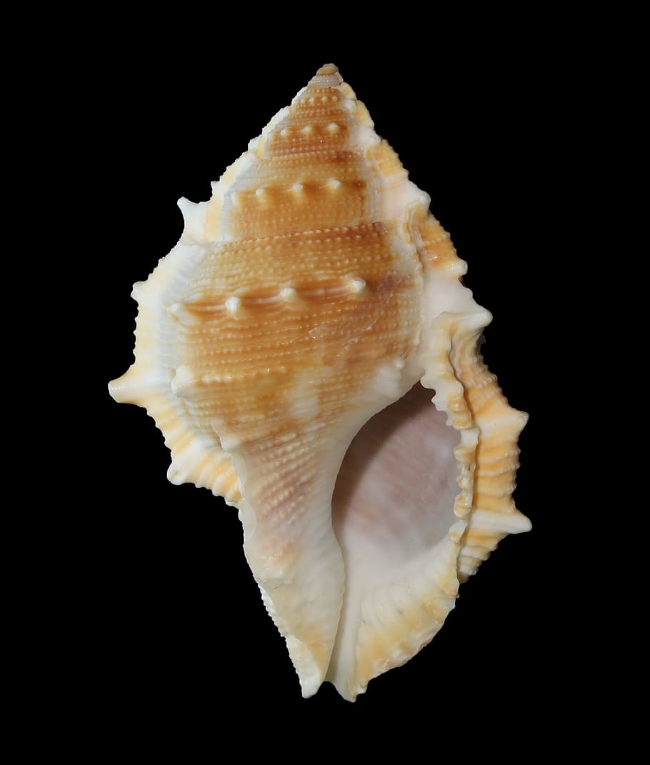 HD wallpaper: brown and white conch shell, sea shell, mollusk, ocean,  marine | Wallpaper Flare