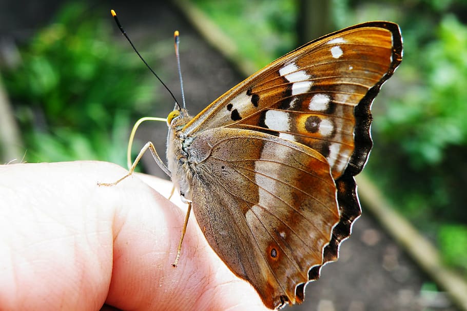 lesser purple emperor butterfly