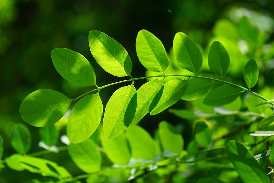 green leaves, common maple, leaf, robinia, leaf veins, filigree
