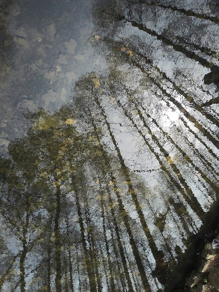 mirror, flower, water, reflection, tree, forest, properties HD wallpaper