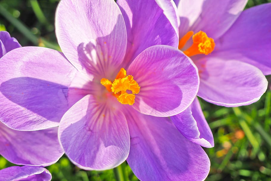 selective focus photography purple petaled flower, crocus, spring