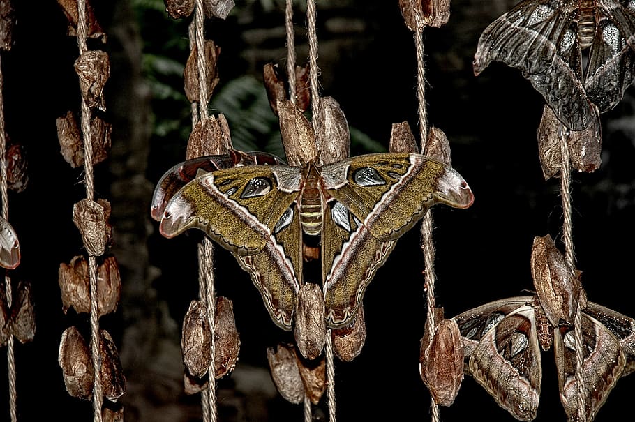 attacus, atlas, moth, butterfly, subtropical, forest asia, close-up, HD wallpaper