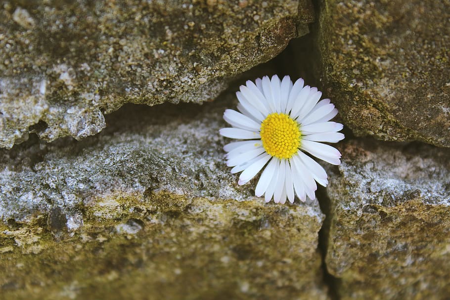 HD wallpaper: white petaled flower on rock, Daisy, Stone, Stone, Stone