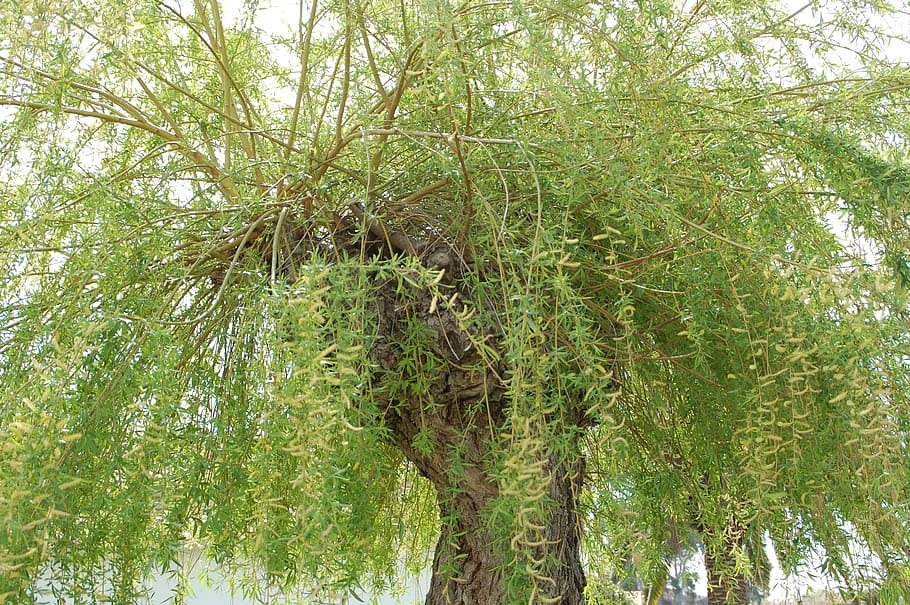 willow-tree-green-nature.jpg