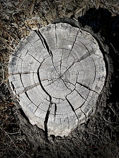 trunk, rings, section, lena, cross-section, wood, texture, worn HD wallpaper