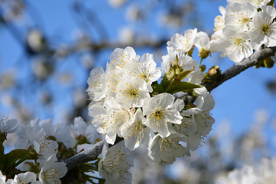 Cherry, Flower, Sprig, Spring, Nature, spring flowers, garden HD wallpaper
