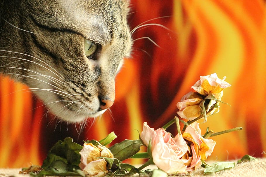 cat, peaceful, relax, eye, mustache, nose, pets, my favorite HD wallpaper