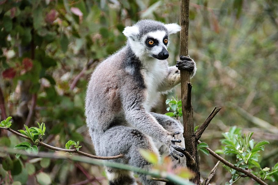lemur, monkey, wild, mammal, nature, animal, wildlife, ring-tailed HD wallpaper