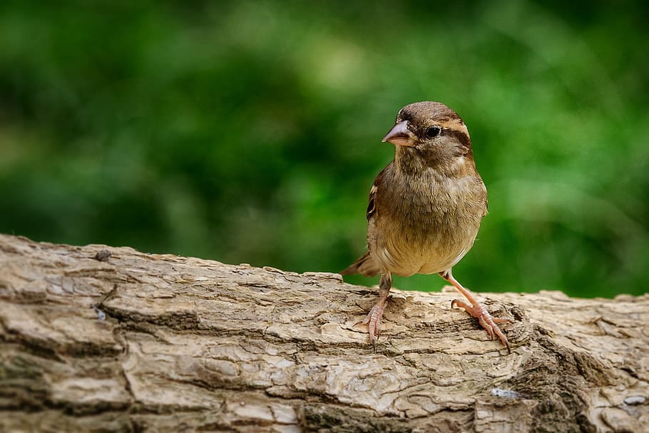 Sparrow, Bird, Nature, Sparrows, Close, plumage, animal, garden, HD wallpaper